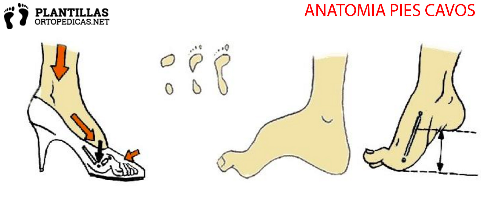 anatomia-pies-cavos